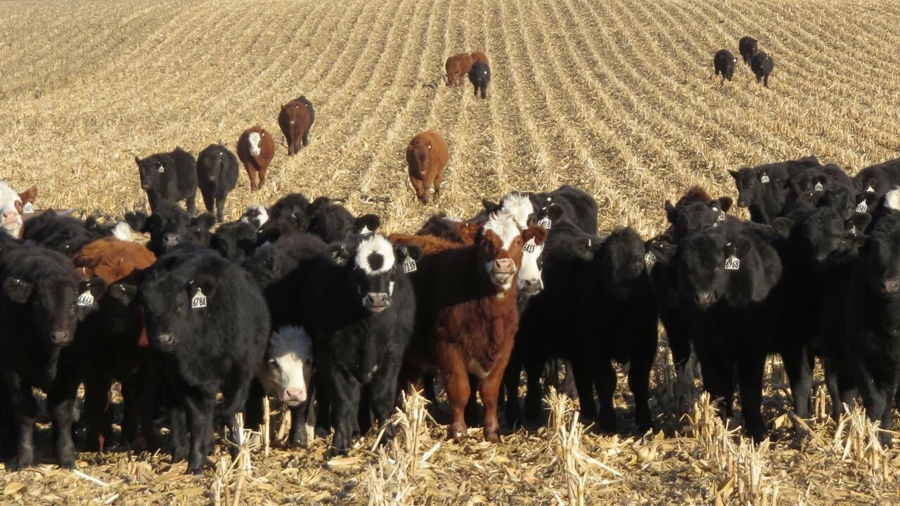 CC Cattle on Stalks